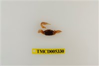 藏品(乳白南方招潮蟹)的圖片